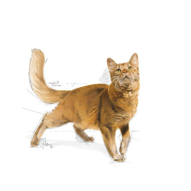 Royal Canin Fit 32 Adult – Hrană Uscată pentru Pisici Adulte – 10 kg